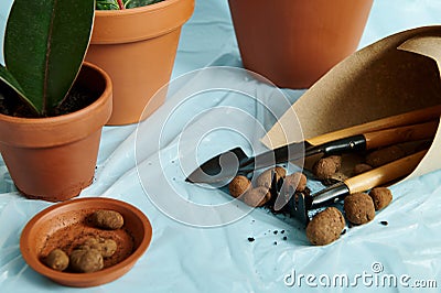 Expanded clay in a clay tray with a set of garden tools wrapped in craft paper against the background of clay pots with plants Stock Photo