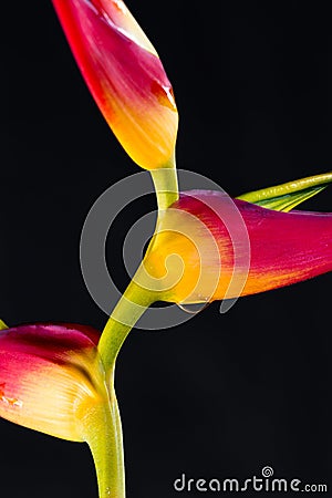 Expanded lobster claw - Heliconia latispatha Stock Photo