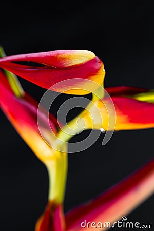 Expanded lobster claw - Heliconia latispatha Stock Photo