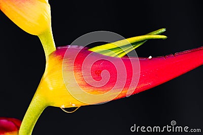 Expanded lobster claw - Heliconia latispatha Stock Photo