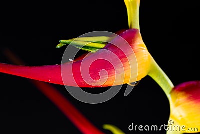 Expanded lobster claw - Heliconia latispatha Stock Photo