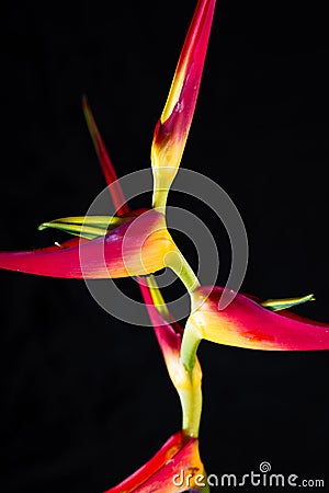 Expanded lobster claw - Heliconia latispatha Stock Photo