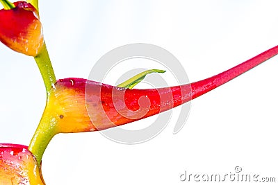 Expanded lobster claw - Heliconia latispatha Stock Photo