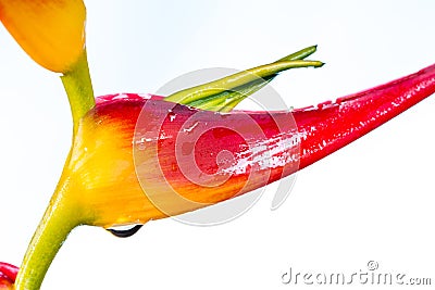 Expanded lobster claw - Heliconia latispatha Stock Photo