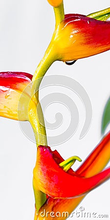 Expanded lobster claw - Heliconia latispatha Stock Photo