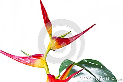Expanded lobster claw - Heliconia latispatha Stock Photo