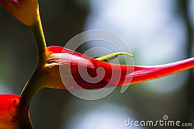 Expanded lobster claw - Heliconia latispatha Stock Photo