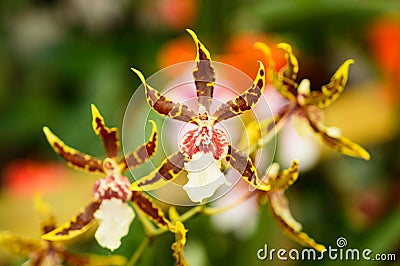 Expanded orchid flower Tongue, yellow-brown flower petals Stock Photo