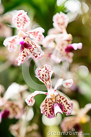 Expanded orchid flower Vanda, white-violet flower petals Stock Photo