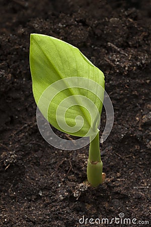 Expanding turmeric plant Stock Photo