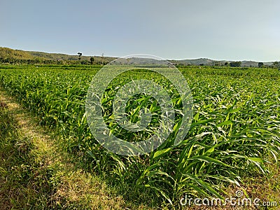 expanse of corn field Stock Photo