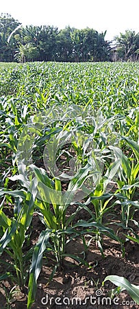 The expanse of corn plants in a large rice field area Stock Photo