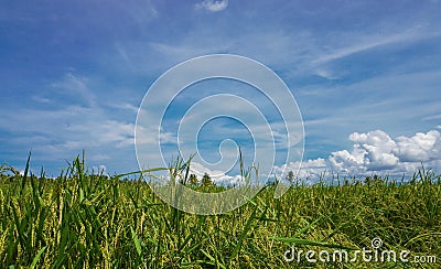 expanse of green rice fields with a vast background of blue sky and clouds Stock Photo