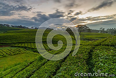 Expanse of green tea gardens in Riung Gunung - Bandung Stock Photo