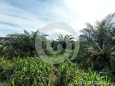 expanse of palm trees Stock Photo