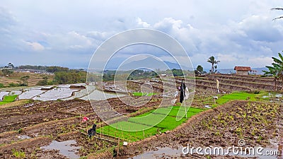 Expanse rice field at Cikancung area - stock photo Stock Photo