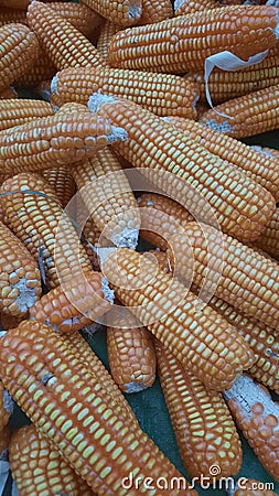 Expanse of yellow corn suitable as a background Stock Photo