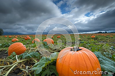 An expansive field with rows of pumpkins under a dramatic cloudy sky, A pumpkin field under gloomy skies, AI Generated Stock Photo