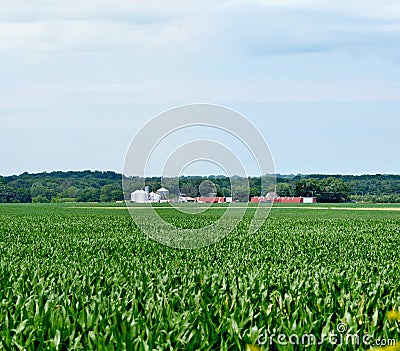 Expansive Midwest corn field Stock Photo