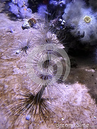 Sea anemones at Ripley`s Aquarium of Canada Stock Photo