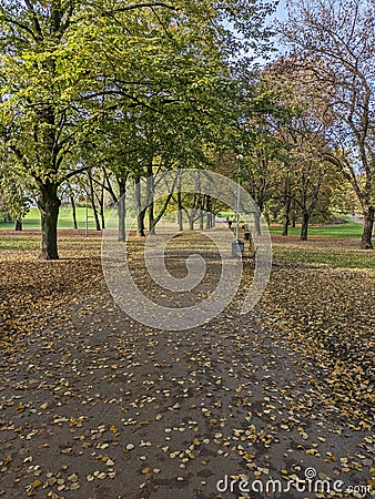 Experience the enchanting beauty of autumn as a path, adorned with a vibrant carpet of fallen leaves. Stock Photo