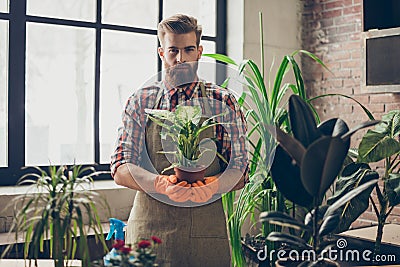 Experienced gardener wearing apron and gloves showing his plants using protective clothing gloves apron holding plant in hand care Stock Photo