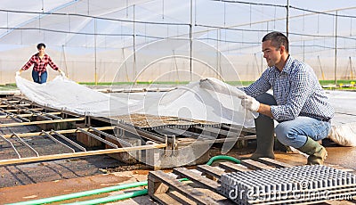 Experienced man covering seeds with plastic transparent film in greenhouse Stock Photo