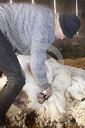 Venerable sheep shearer using hand tools in a Connecticut barn Stock Photo