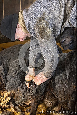 Venerable sheep shearer using hand tools in a Connecticut barn Stock Photo