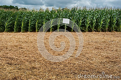 experimental, demo sowing, corn plantation corn cultivation Stock Photo