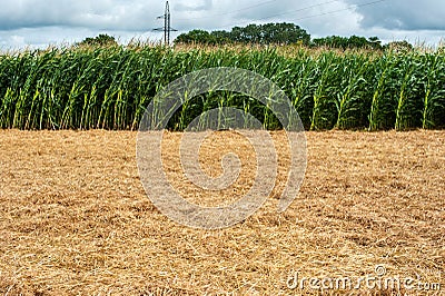 experimental, demo sowing field, corn plantation corn cultivation Stock Photo