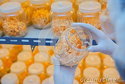 Expert scientist test and develop golden yellow cordyceps in laboratory Stock Photo