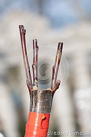 Expertly Grafted: The Art of Peach Tree Propagation Stock Photo