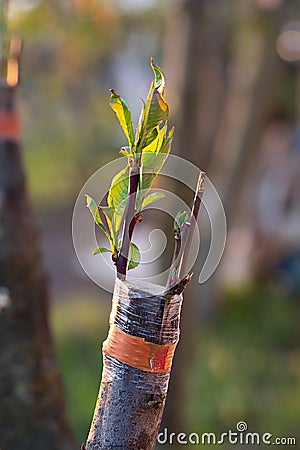 Expertly Grafted: The Art of Peach Tree Propagation Stock Photo