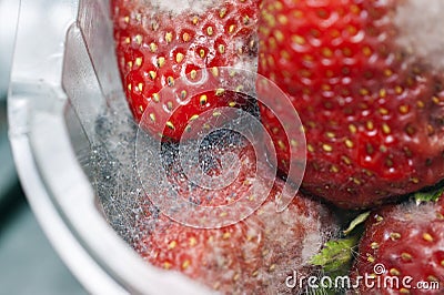 Expired strawberry fruit with mold growing on them. Stock Photo