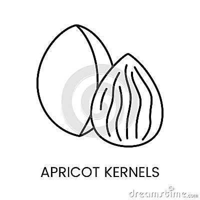 Explore the essence of Apricot Kernels, a captivating line vector icon that embodies the natural beauty and delicacy of Vector Illustration