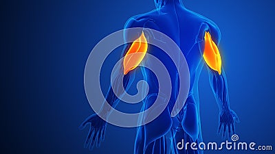 Triceps Muscle Pain with blue background Stock Photo