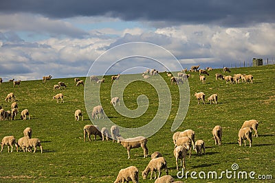 Sheep grazing in magestic green fields in Caledon, Western Cape, South Africa. Stock Photo