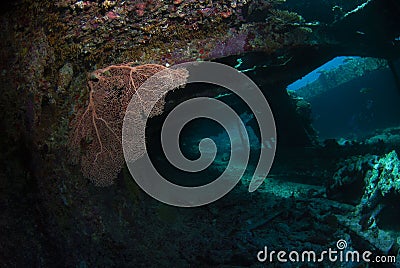 Exploring the Hidden Mysteries: Diver Among Coral-Covered Shipwreck Stock Photo