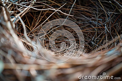 Exploring the Intricate Structure of a Bird's Nest, Twigs, Branches, and Soft Linings Interwoven Skillfully, Creati Stock Photo