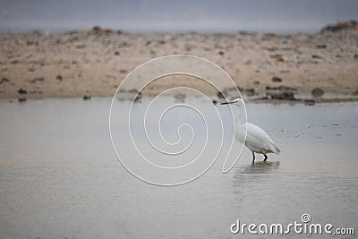 Little Egret bird by the waterside searching for food on Paarden Eiland beach at sunrise. Stock Photo