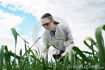 Exploring a reclaimed field, agriculture business concept, Lifestyle farmer inspecting wheat harvest, biologist in a field with Stock Photo