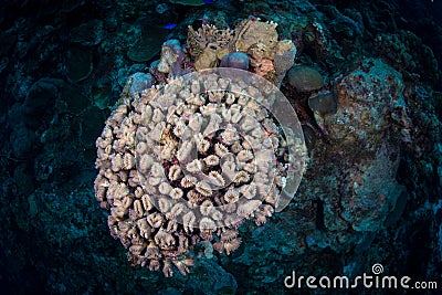 Exploring the reefs on the island of Bonaire in the Dutch Caribbean Stock Photo