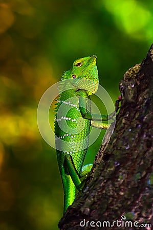 Bright green scaled forest Lizard. Stock Photo