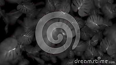 Exotic Monstera Jungle Rainforest Tropical Atmosphere Fresh Juicy Frond Leaves Amazon Dense Overgrown Deep Forest Stock Footage Video Of Evergreen Dense Exotic Monstera Jungle Rainforest Tropical Atmosphere Fresh Juicy Frond Leaves Amazon Dense Overgrown Deep Forest Stock Footage Video Of Evergreen Dense