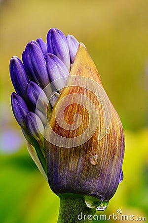 Explosion of a flower Stock Photo