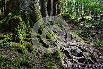 Exposed moss covered roots and tree trunks Stock Photo