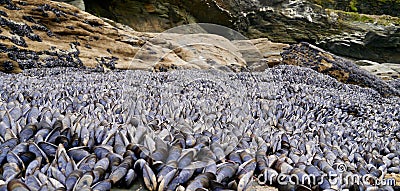 Exposed Mussels bed. Stock Photo