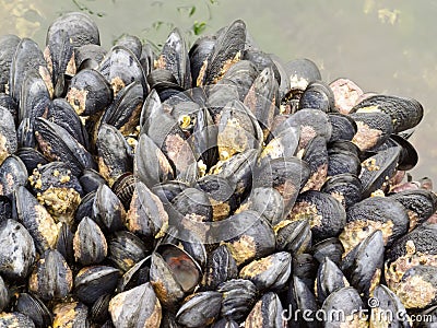 Exposed mussels on a rock at low tide Stock Photo