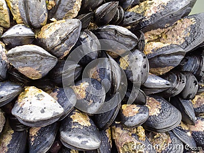 Exposed mussels on a rock at low tide Stock Photo